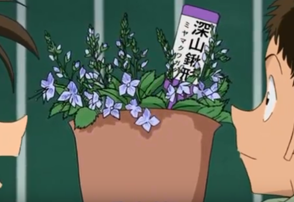 File:Miyamaflower.png