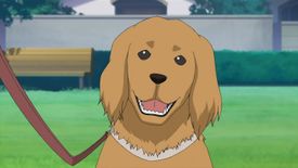 Coeur Dog Profile.jpg