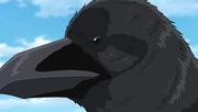 OVA11-Crow.jpg